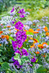 Fototapeta premium Colorful British countryside garden with sweet cicilt, English marigold, mallow and many other flowers.