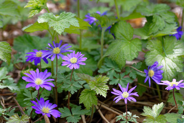 fiori blu di anemone