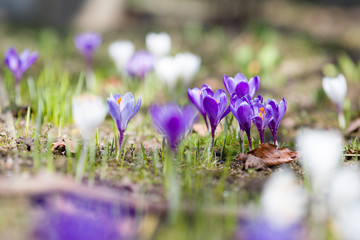 Krokus auf Fr&uuml;hlingswiese