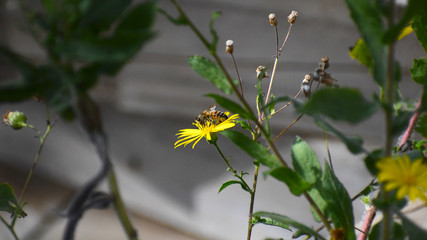 bee on a yellow flower