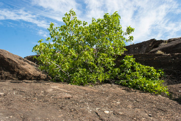 Fototapeta na wymiar fig tree between rocks
