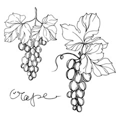 Vector Grape berry healthy food. Black and white engraved ink art. Isolated grapes illustration element.