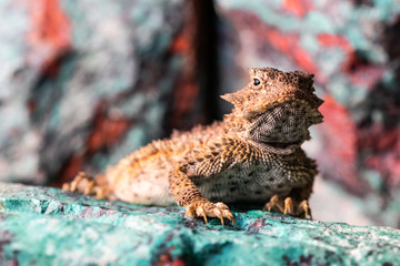 Horned Lizard on Rock