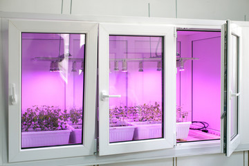 laboratory research of plants, incubator on a farm