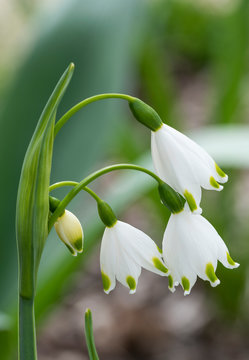 fiori bianchi di leucojum vernum
