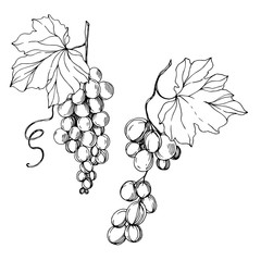 Vector Grape berry healthy food. Black and white engraved ink art. Isolated grapes illustration element. - 304221097