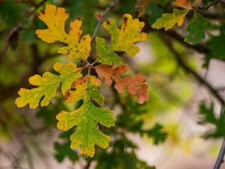 Valley oak leaves in fall close up 