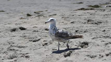 seagull on the beach