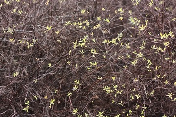 Beautiful tree with yellow leaves in the Park