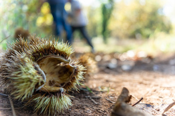Chestnut Hedgehog on the Ground fallen by the Tree