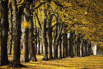 Wonderful linden avenue in an old mansion on a sunny October day. The yellow leaves of the trees...