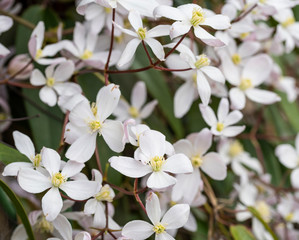 fiori bianchi di clematis