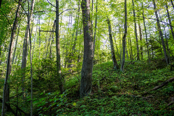 Trees in the forest on the slope of the ravine