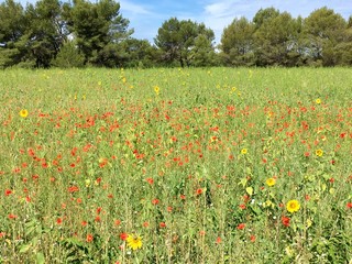 Champ de fleurs sauvages