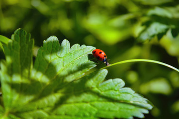 Ladybird sitting on a blade of grass on a blurred green background.