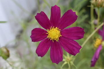 Fototapeta premium Beautiful flower with yellow center inside