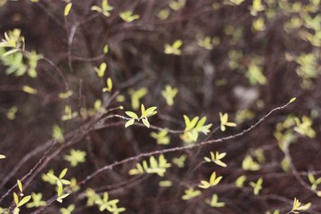 Beautiful tree with yellow leaves in the Park