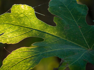 green leaf glowing of a tree