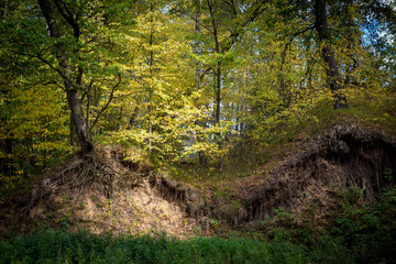 Trees on the edge of a landslide, beautiful view