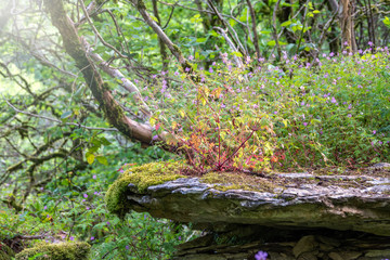 Purple wild flowers grow on a stone cliff among a green forest. Beautiful purple wild forest...