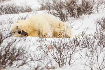 Yawning and stretching polar bear