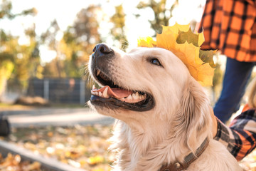 Cute retriever dog in autumn park