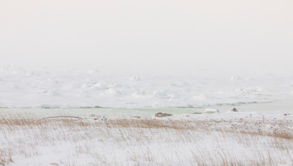 Tundra landscape on Hudson Bay
