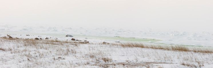Tundra landscape panorama on Hudson Bay