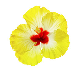 Beautiful tropical hibiscus flower isolated on white © New Africa