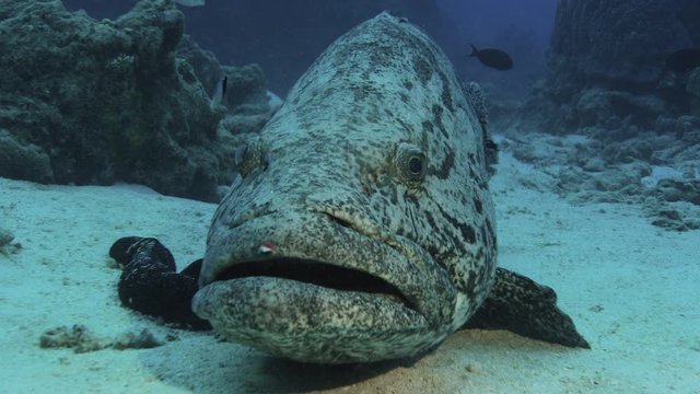 CU with Massive Potato Cod / Bass at world famous Cod Hole, Great Barrier Reef, Australia. Shot with RED Camera. Slow Motion.