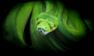 Green snake in ZOO Liberec