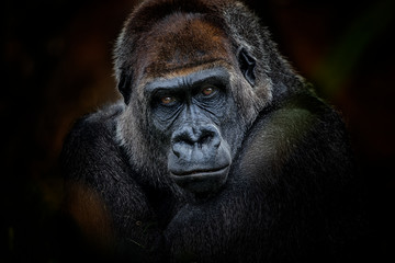 Fototapeta gorilla look obraz