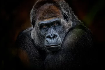 Crédence de cuisine en verre imprimé Best-sellers Animaux regard de gorille