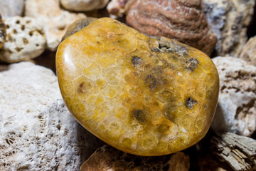 A collection of fossilized fossil sponges and corals. Kaluzhskiy region, Russia. Carboniferous...