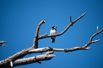 Woodpecker