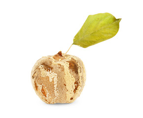Obraz premium Rotten quince on a white background