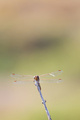 Tiny firefly chaser insect on the top of a stick macro still in La Camargue wetlands, France