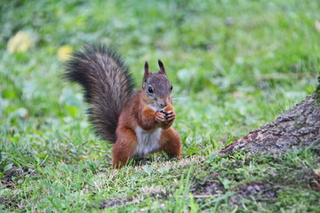 Naklejka na ściany i meble A squirrel with a bushy tail eats the extracted food