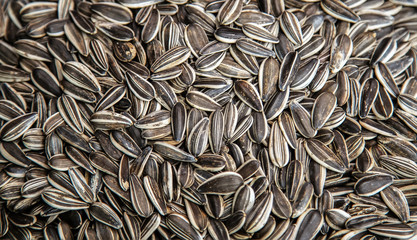 black dried sunflower seed bio