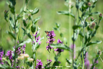 butterfly on a purple wild flower in a meadow