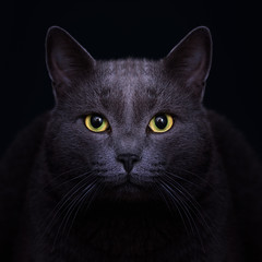 Carthusian grey cat with yellow eyes in the dark