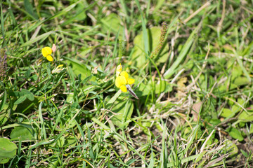 butterfly on a yellow wild flower in a meadow