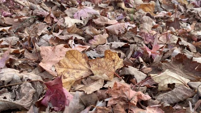 Dried brown dead leaves blanketing the forest floor in the autumn season as more leaves fall