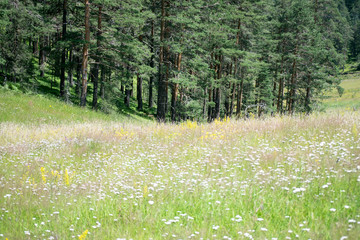 view of lush vegetation on summer meadow near forest