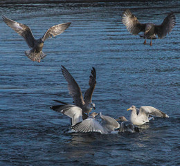 Fototapeta premium Seagulls under the sea, fishing