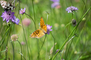 butterfly on a flower in the wild flower field