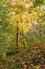 Autumn sunny forest. Warm day. Trees with yellow and green leaves.