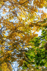 Yellow and green leaves against the sky in autumn.