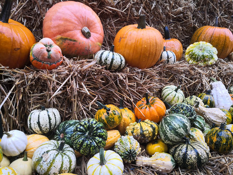 Several different pumpkins on straw bales