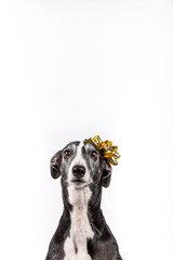 Fototapeta premium greyhound with christmas gift flower on the head on white background Conceptual image Copy space Christmas and New Year 2020 symbol. Christmas concept.
